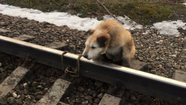 В Ленинградской области машинист остановил поезд и спас собаку, привязанную к рельсам В Гатчинском районе Ленинградской области к рельсам была привязана собака. Машинист остановил поезд у